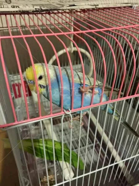 コメントの画像