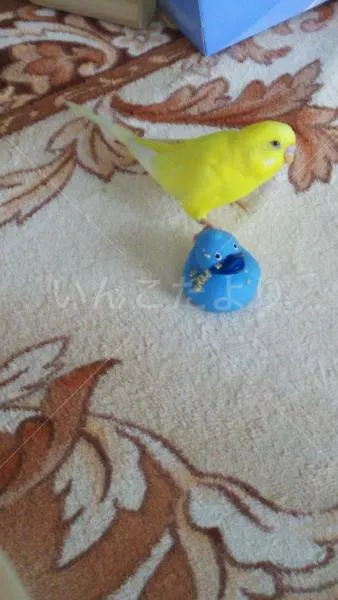 コメントの画像