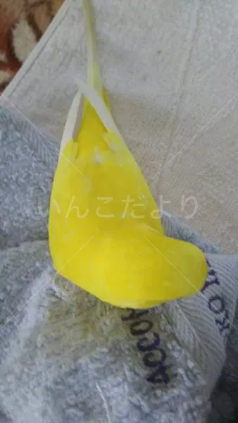 コメントの画像