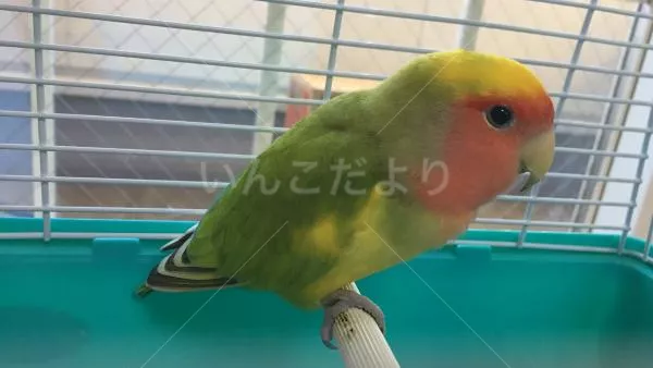 コメントの画像