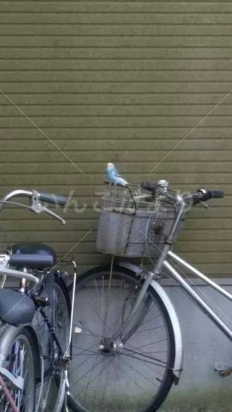 コメントの画像