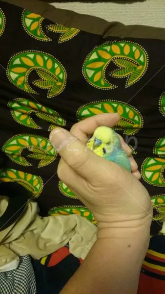 コメントの画像