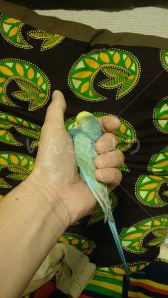 コメントの画像