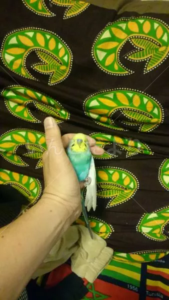 コメントの画像