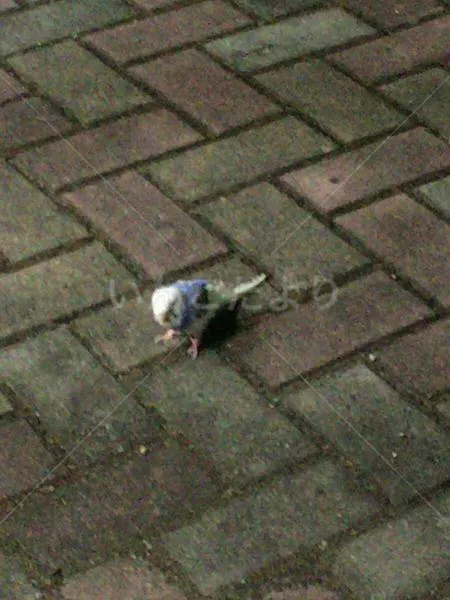 コメントの画像