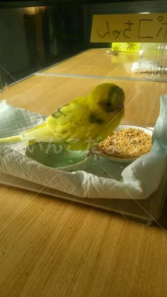 コメントの画像