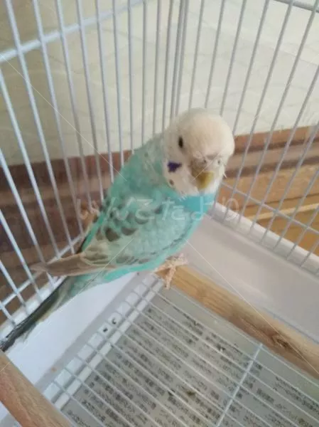 コメントの画像