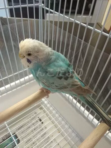 コメントの画像