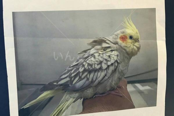 コメントの画像