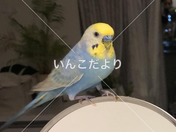 コメントの画像