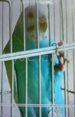 コメントの画像