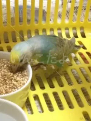 コメントの画像