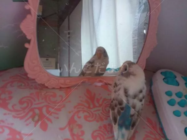 コメントの画像