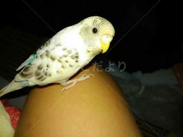 コメントの画像