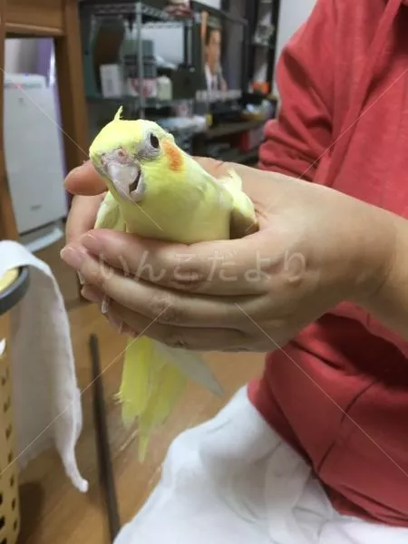 コメントの画像