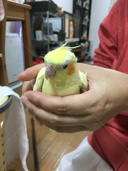 コメントの画像