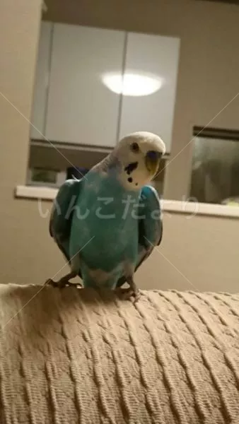 コメントの画像