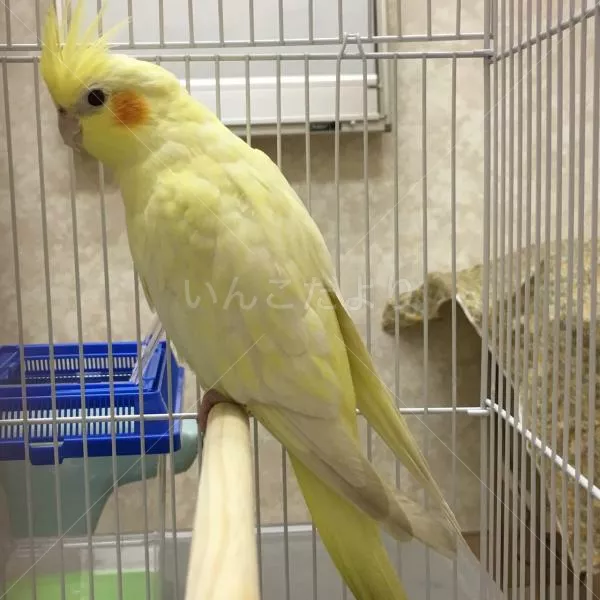 コメントの画像