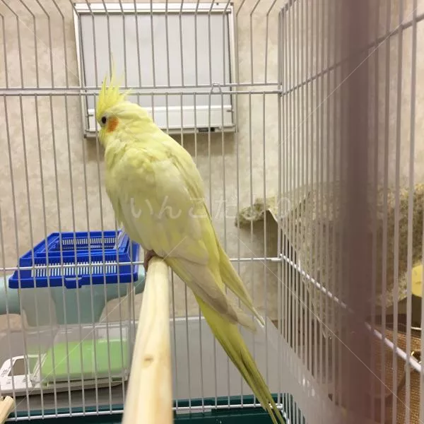 コメントの画像