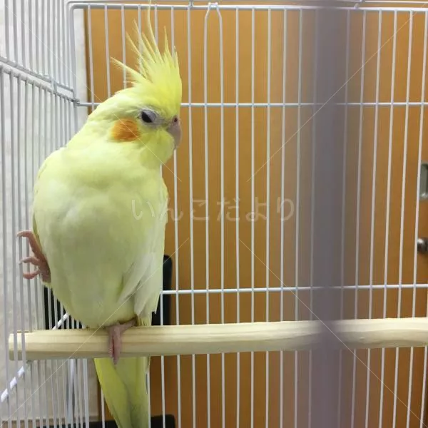 コメントの画像