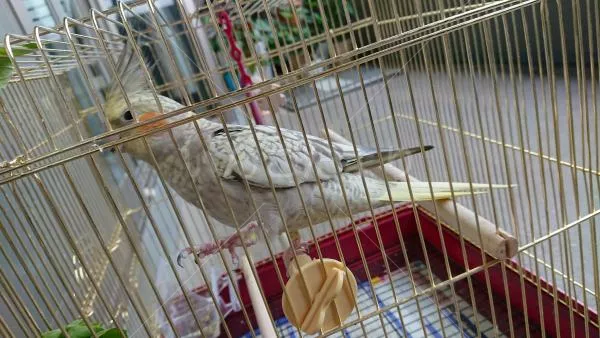 コメントの画像