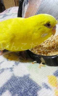 コメントの画像