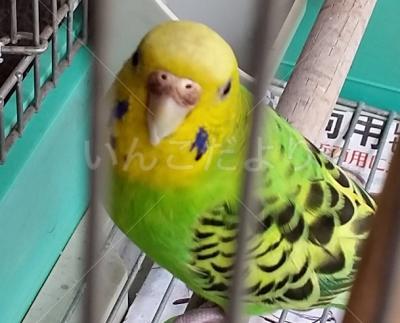 コメントの画像