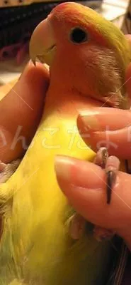 コメントの画像