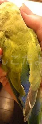 コメントの画像