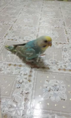 コメントの画像