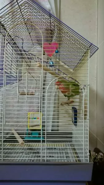 コメントの画像