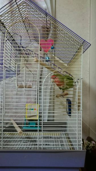 コメントの画像