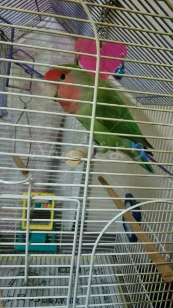 コメントの画像