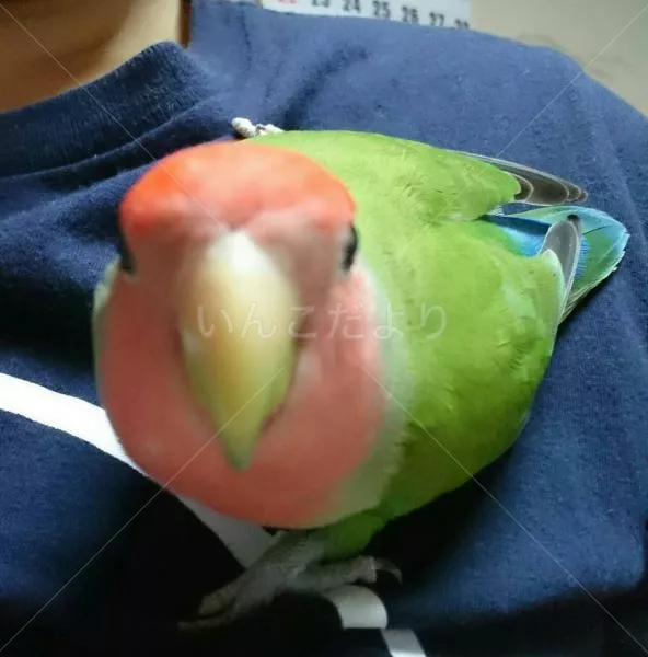 コメントの画像