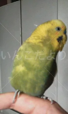 コメントの画像