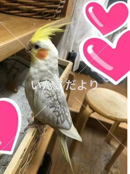 コメントの画像