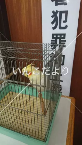 コメントの画像