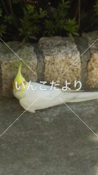コメントの画像