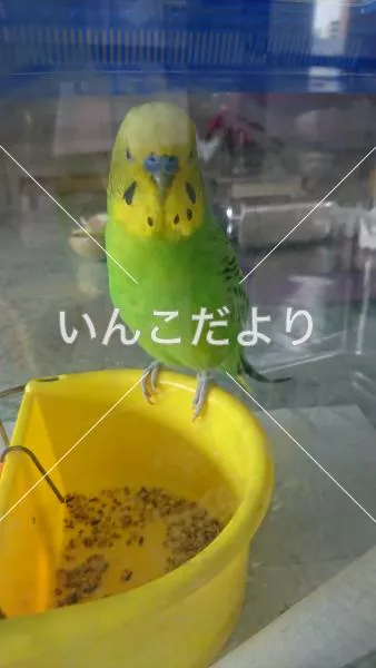 コメントの画像