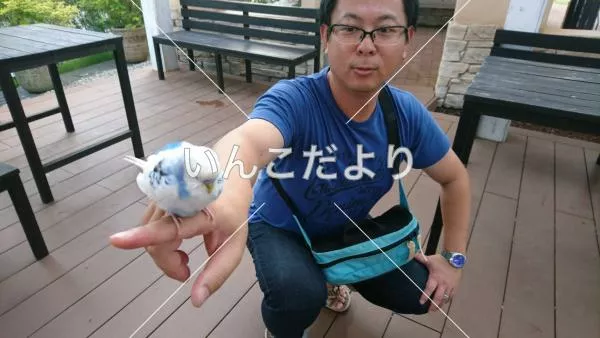 コメントの画像