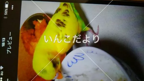 コメントの画像