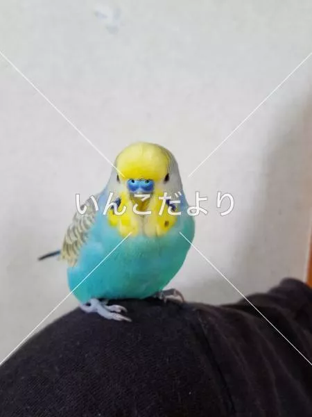 コメントの画像