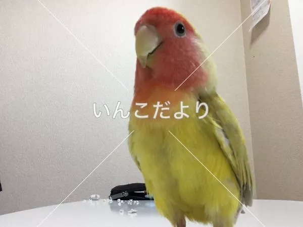 コメントの画像