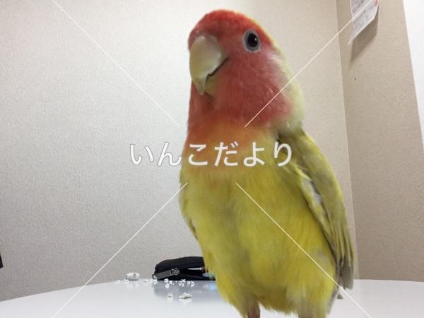 コメントの画像