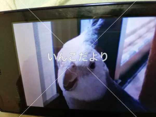 コメントの画像