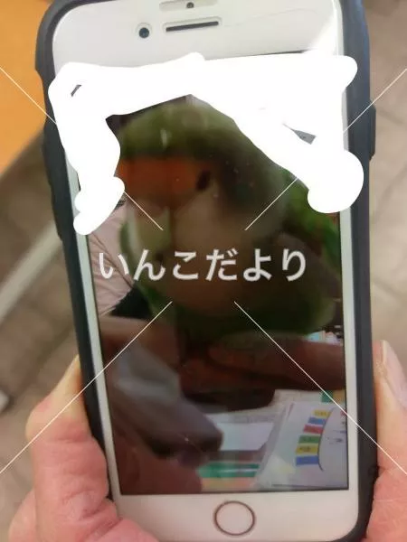 コメントの画像