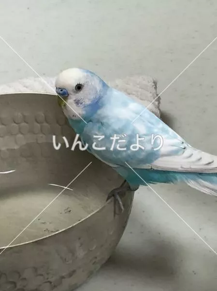 コメントの画像