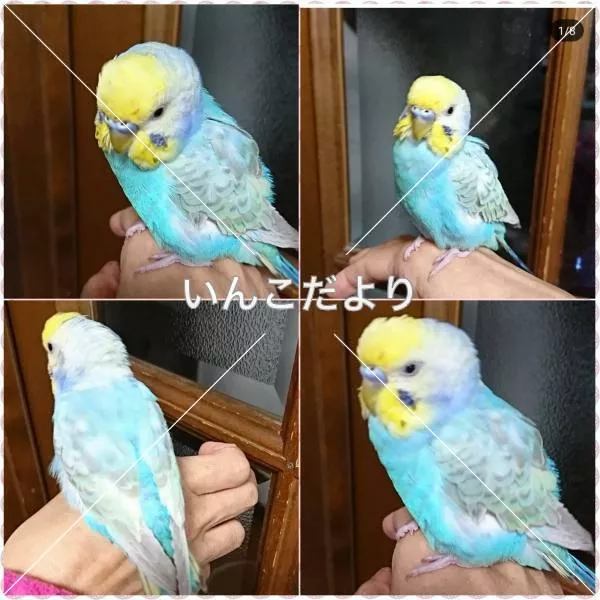 コメントの画像