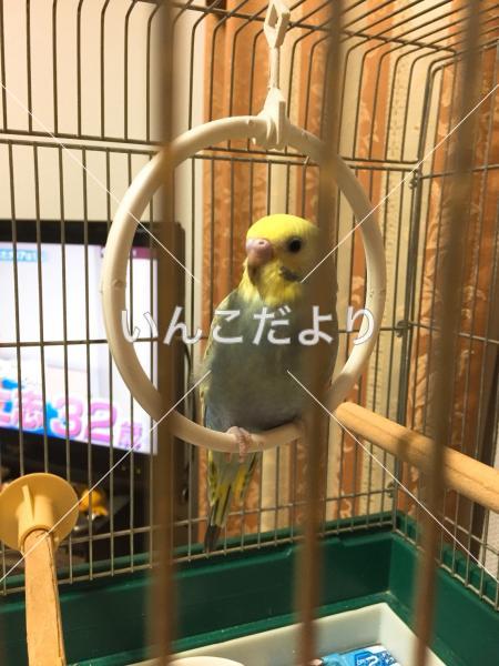 コメントの画像