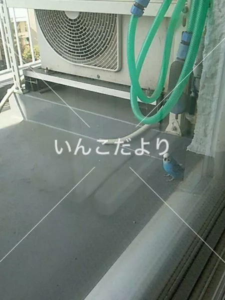 コメントの画像